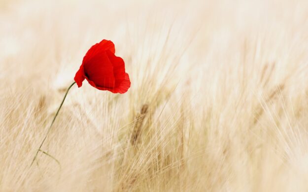 bloem